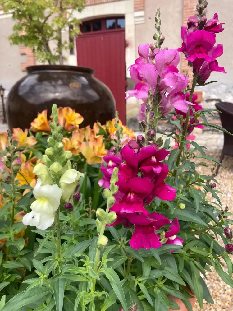 jardin belle poule